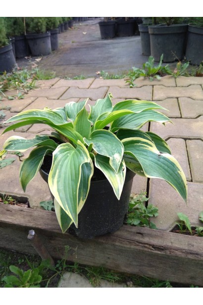 Хоста форчуна Ауреомаргината - 3л/вис.15-20см/Ø25-30см